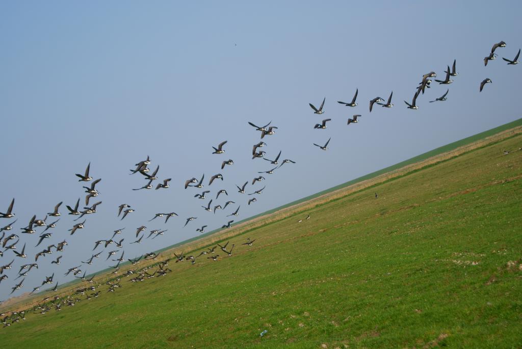 'T Strandhuys En De Vuurtoren, Met Eigen Keuken, Zonnig Terras Nabij Dorp, Duinen En Strand, Incl Verwarmd Binnen Zwembad Hollum  Ruang foto